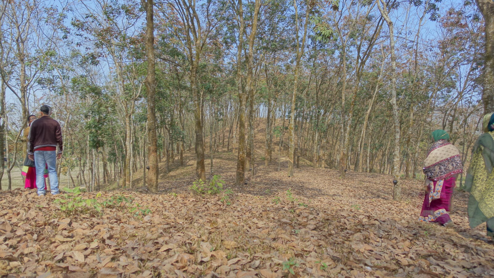Sony Cyber-shot DSC-RX100 III sample photo. Fallen, trees, tree photography
