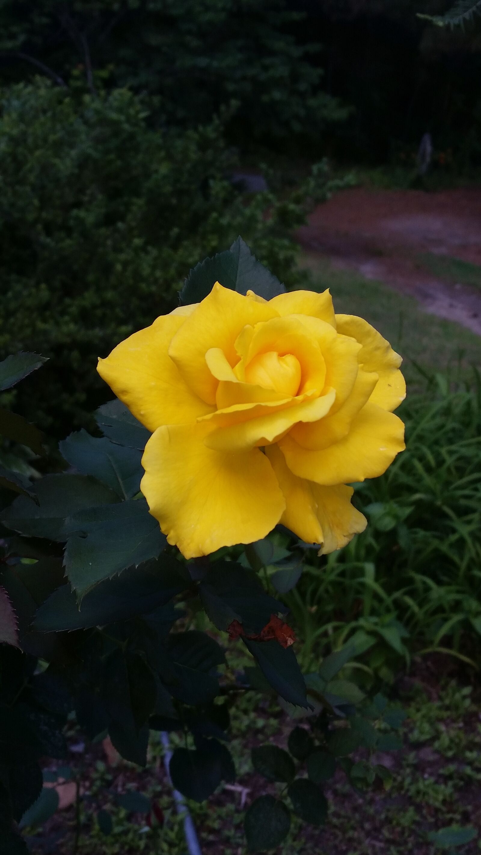 Samsung Galaxy S5 sample photo. Yellow, rose, garden photography