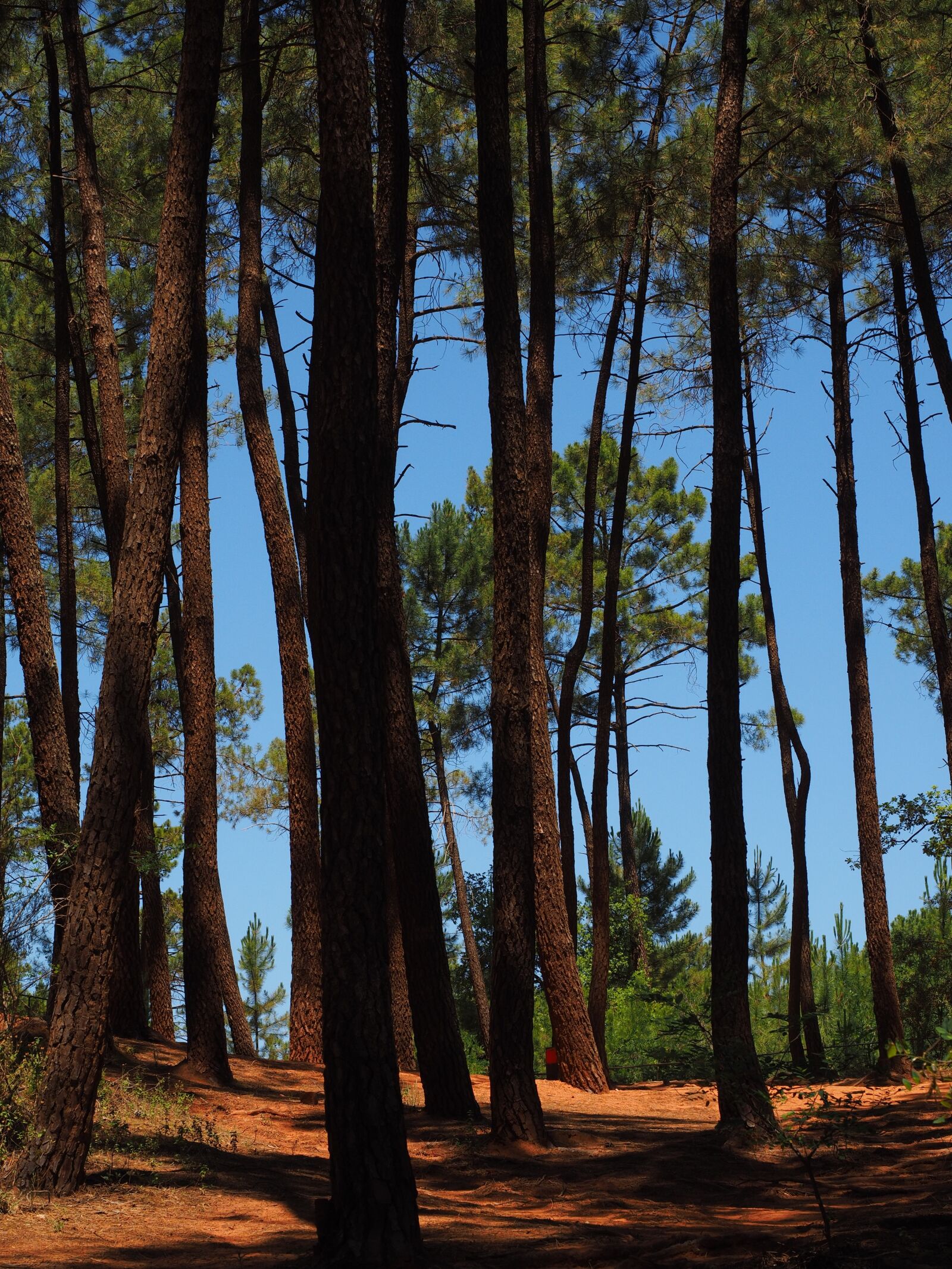 Olympus OM-D E-M1 + Olympus M.Zuiko Digital ED 12-40mm F2.8 Pro sample photo. Pine forest, pine, trees photography