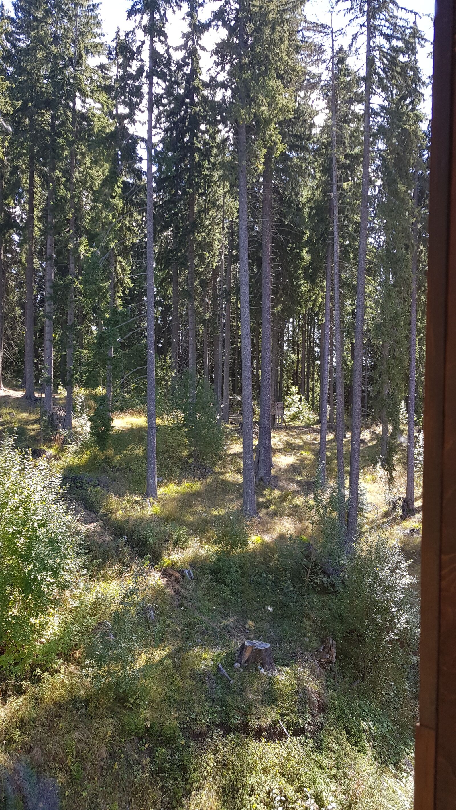 Samsung Galaxy S8 sample photo. Nelly, mountain, trees photography
