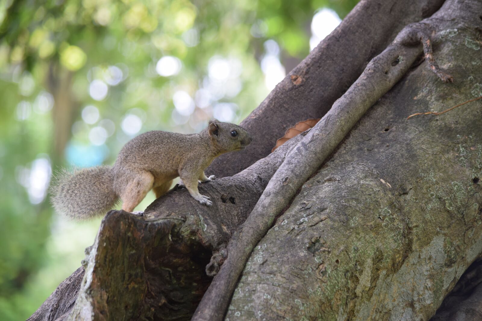 Nikon D3300 sample photo. Squirrel, park training, ruffled photography
