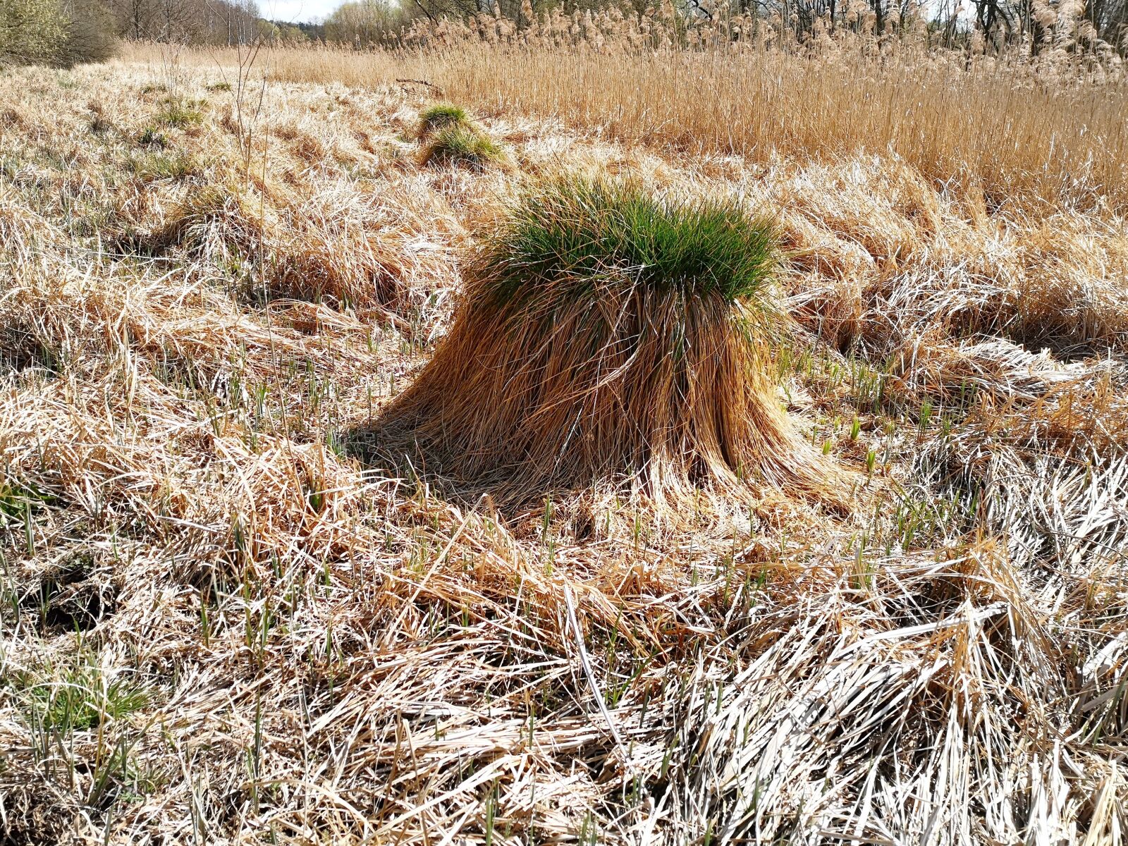 HUAWEI CLT-L29 sample photo. The mound, grass, nature photography