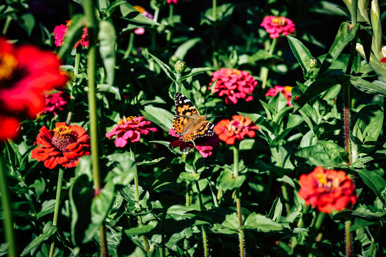 Nikon D3100 sample photo. Painted lady butterfly, painted photography