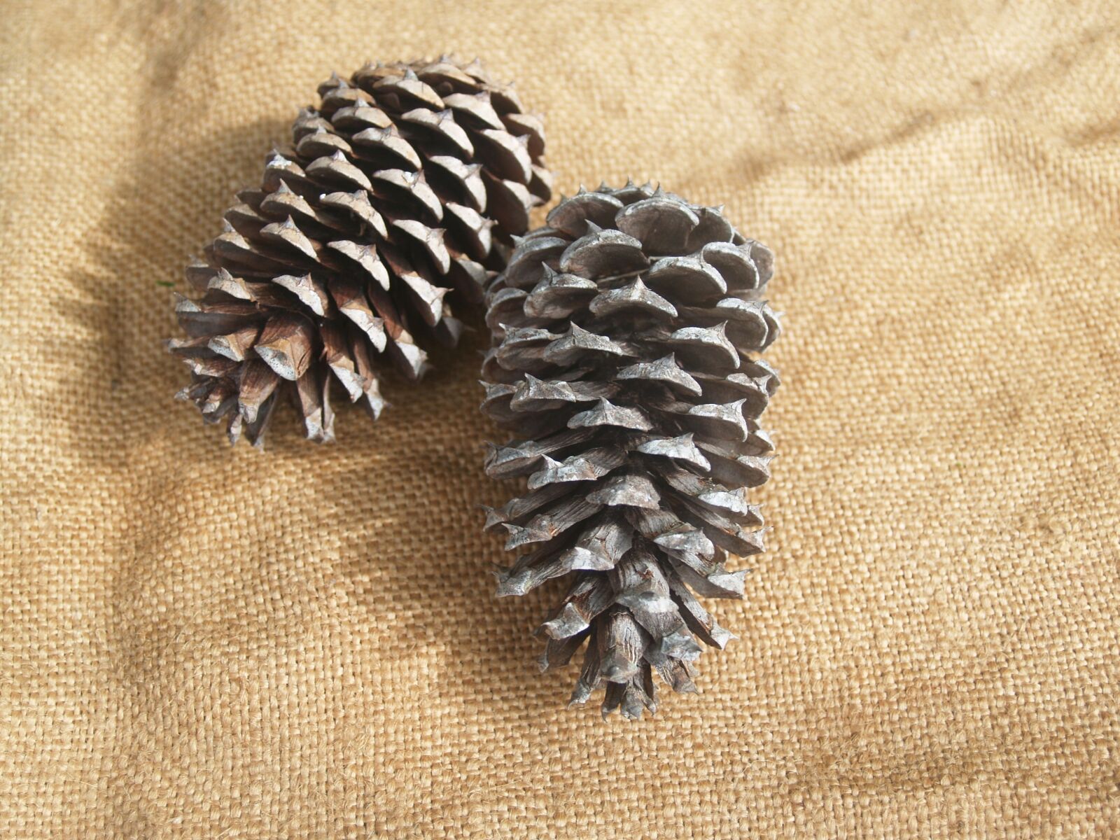 Olympus E-300 (EVOLT E-300) sample photo. Pine cone, pine cones photography