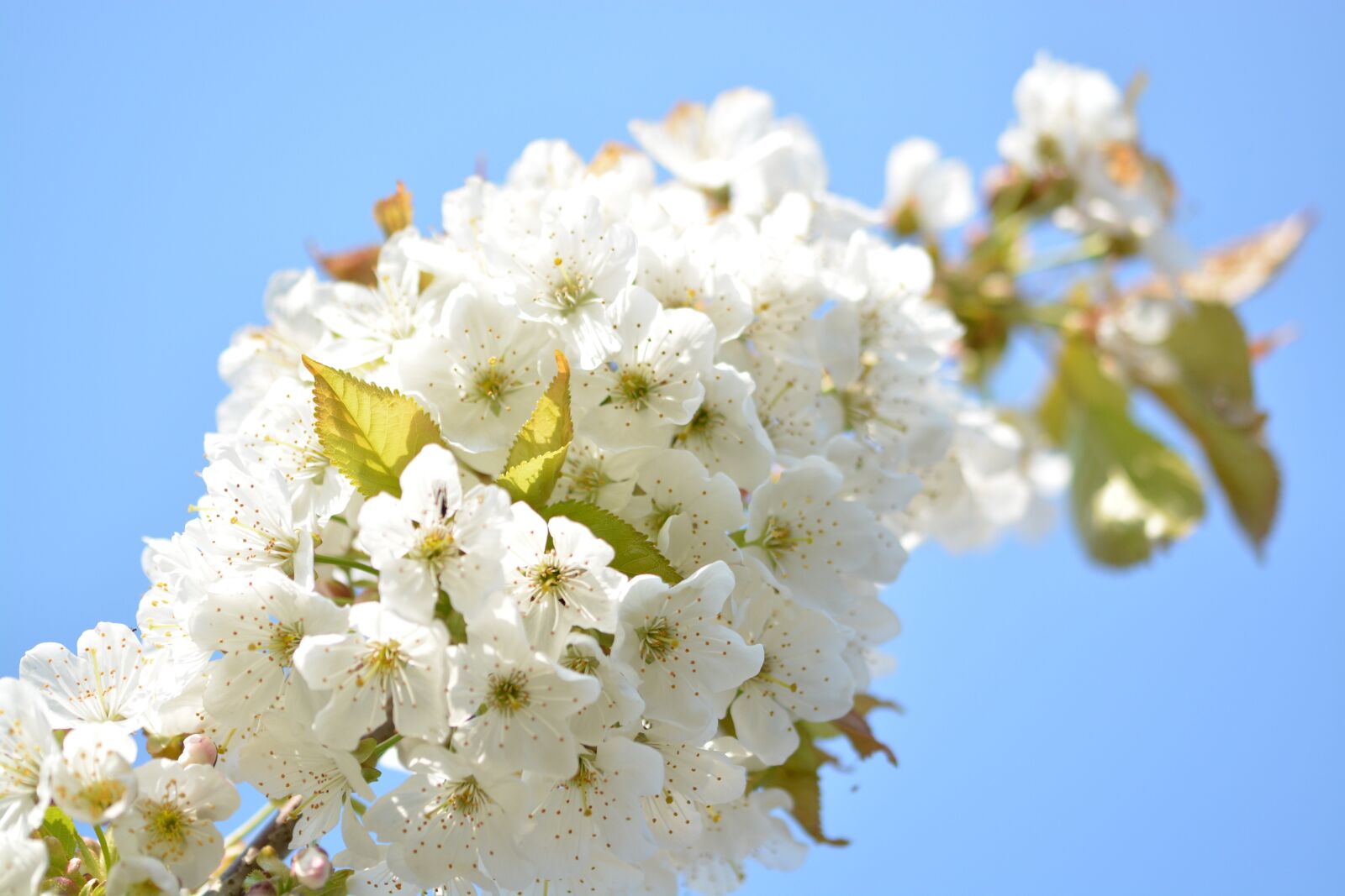 Nikon D5200 sample photo. Cherry blossom, cherry tree photography