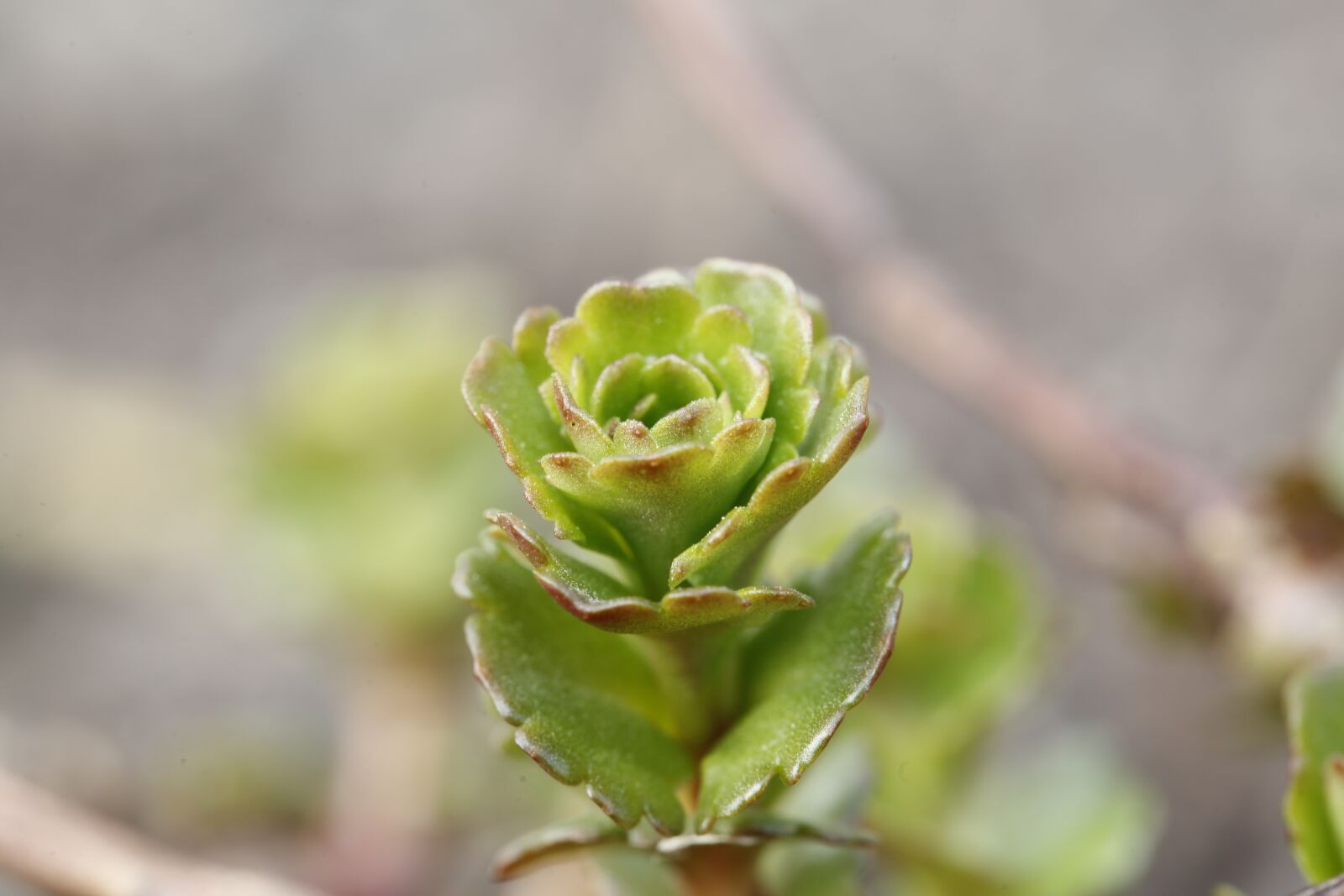 Canon EF 100mm F2.8L Macro IS USM sample photo. Spring, bud, sprout photography