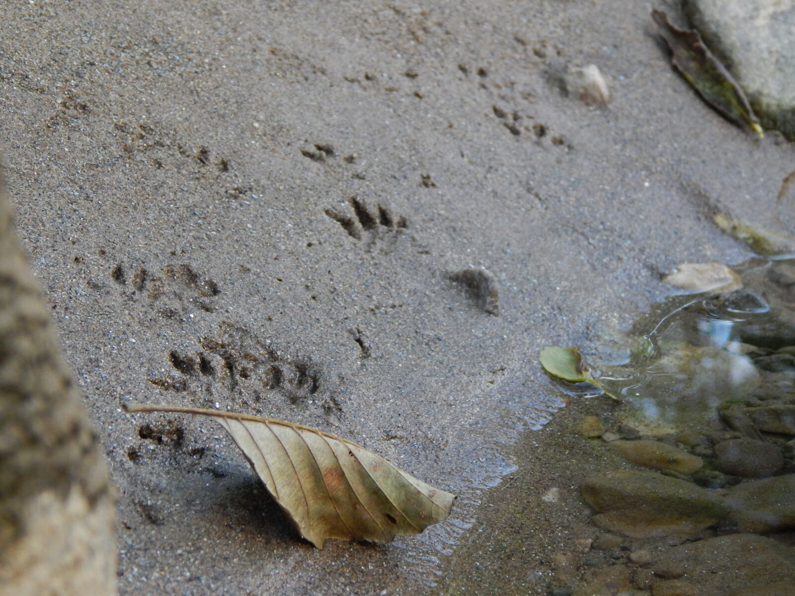 Nikon Coolpix L820 sample photo. Animal, footprint, nature, photography photography