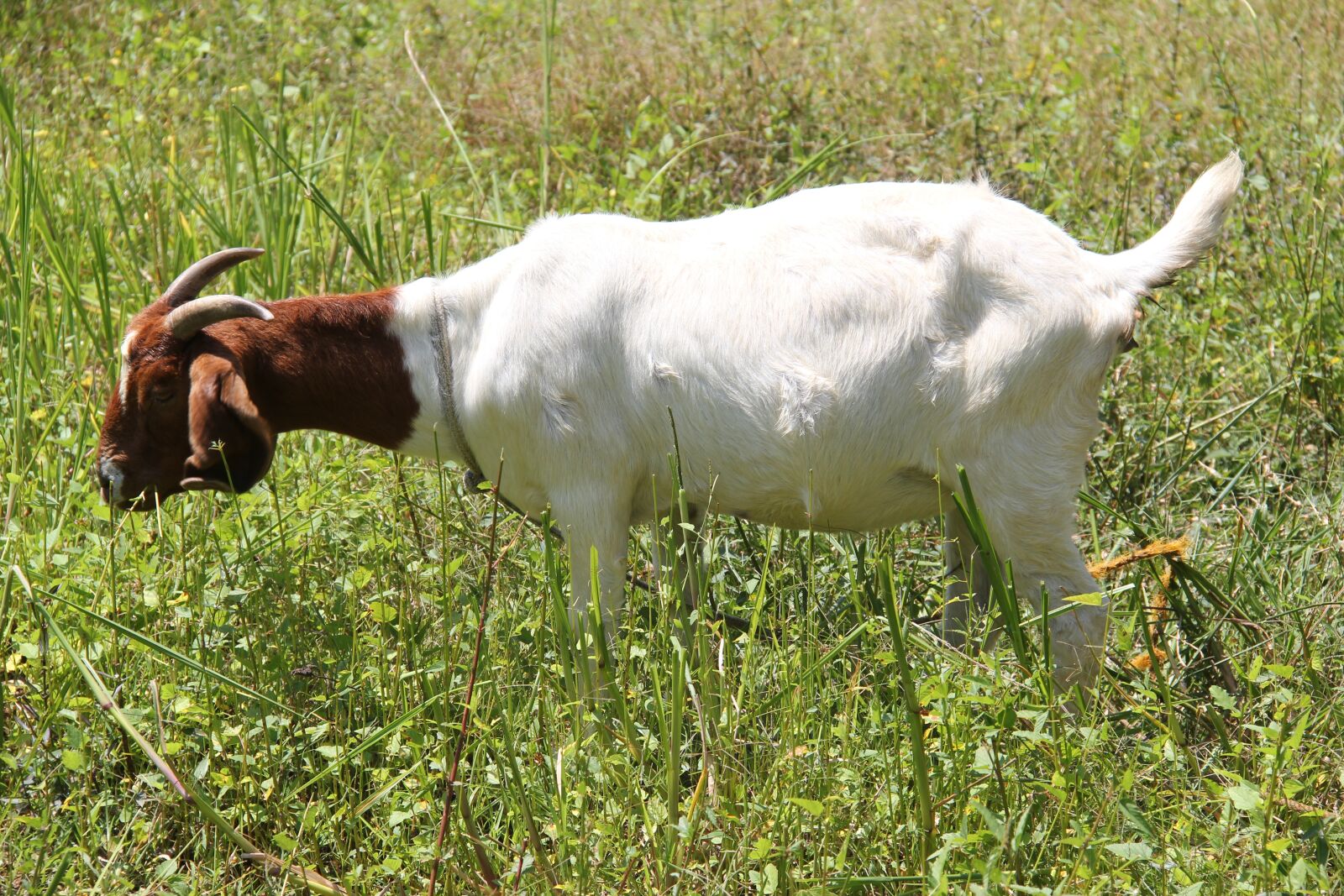 Canon EOS 550D (EOS Rebel T2i / EOS Kiss X4) sample photo. Boer, goat, doe photography