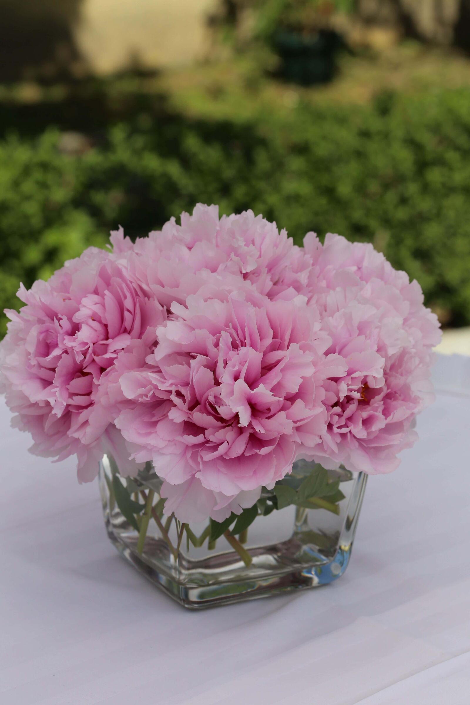 Canon EF 100mm F2.8 Macro USM sample photo. Carnation, vase, petals, pinkish photography