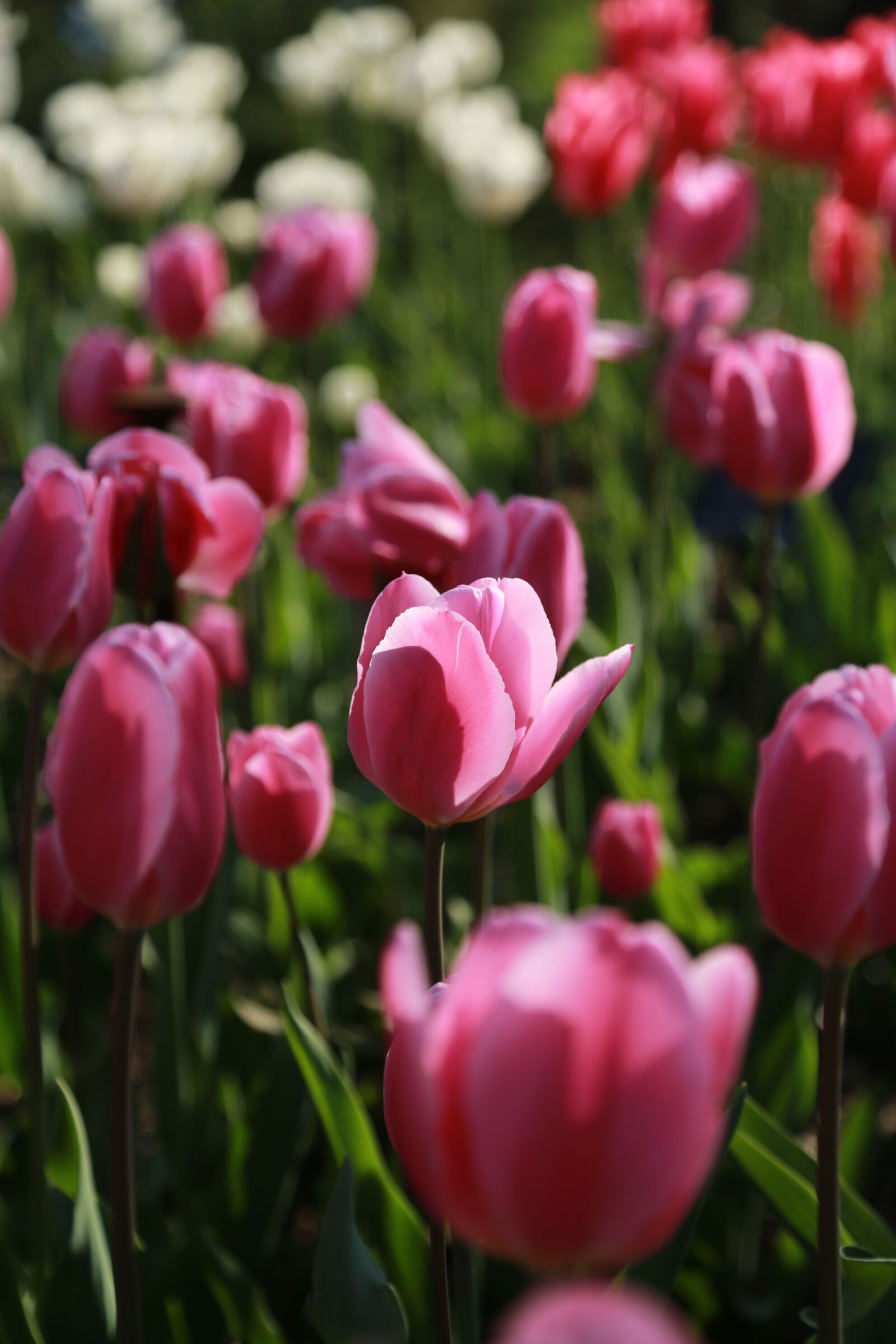 Canon EOS 6D + Canon EF 24-105mm F4L IS USM sample photo. Nature, plants, flowers photography