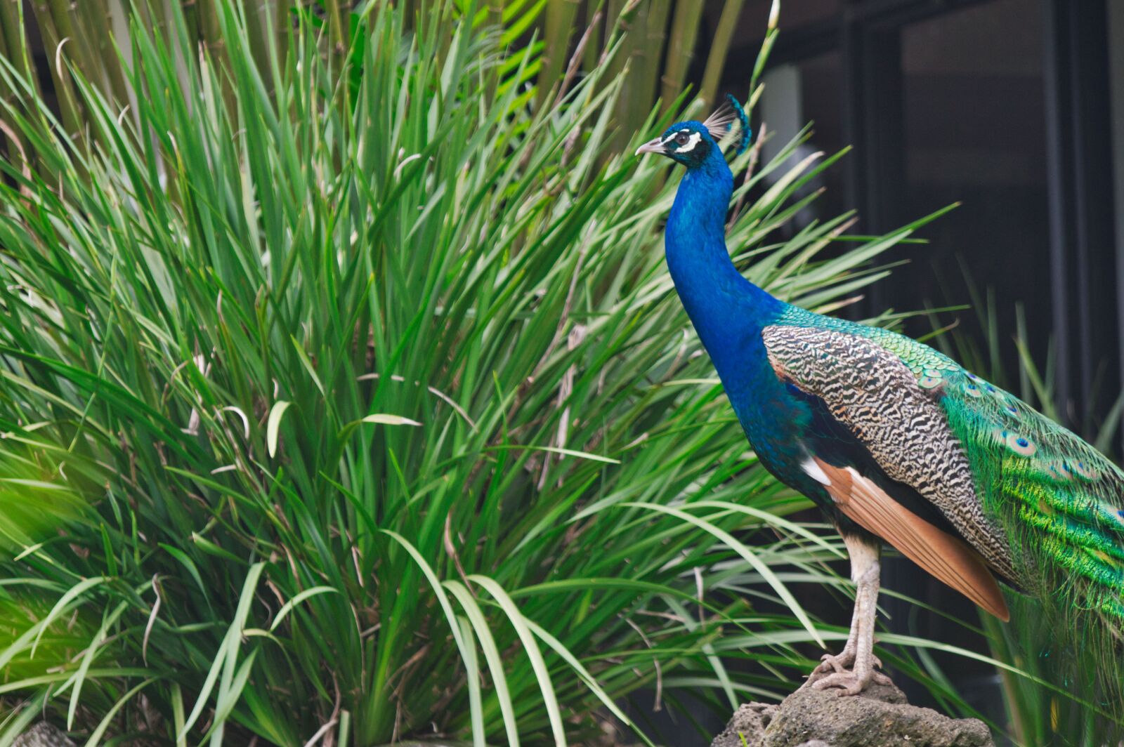 Nikon D3200 sample photo. Costa rica, ave, peacock photography