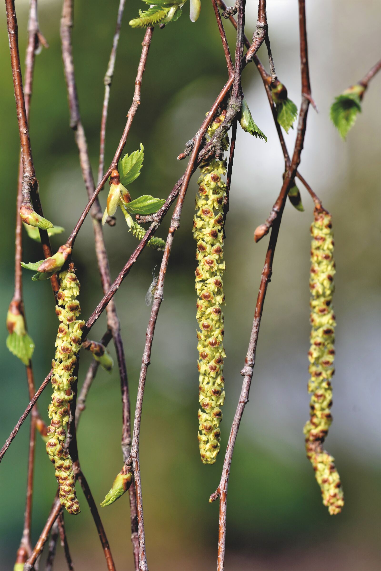 Nikon D7200 sample photo. Birch seeds, birch pollen photography