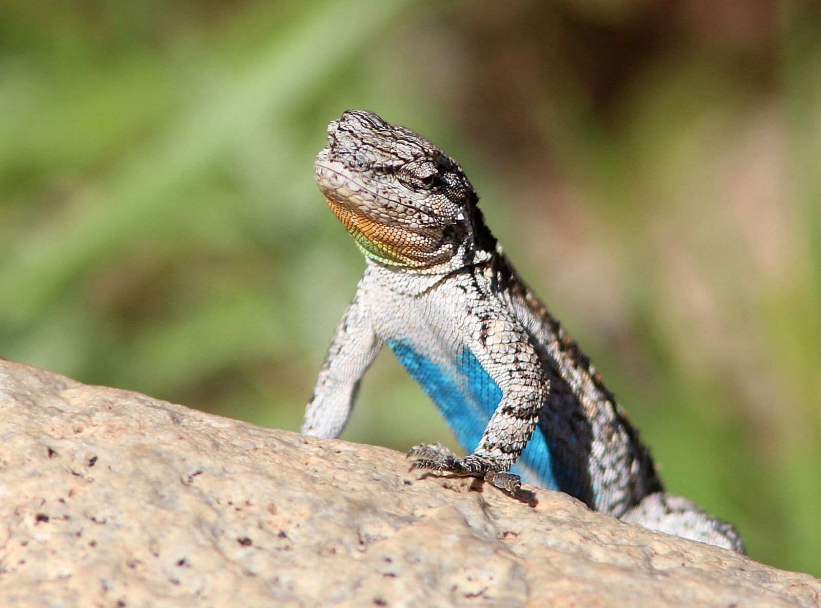 Canon EF 300mm F4L IS USM sample photo. Ornate tree liizard, reptile photography