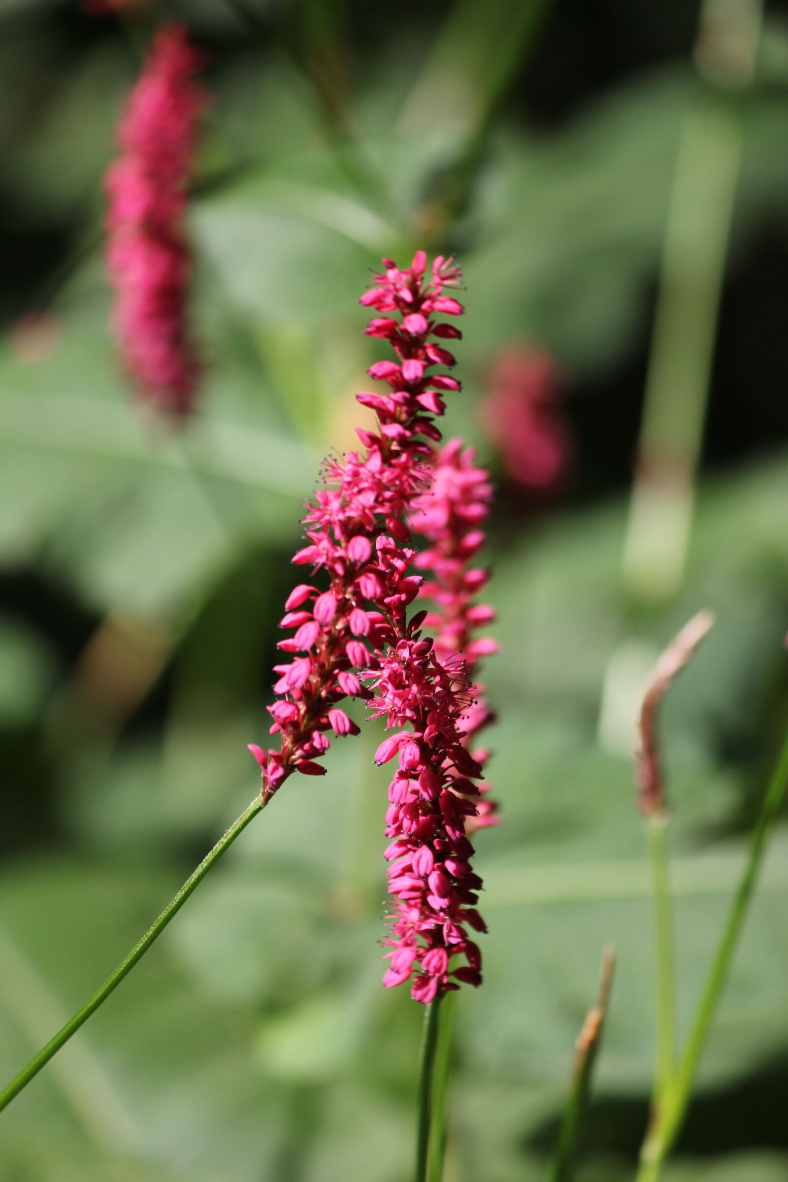 Canon EOS 550D (EOS Rebel T2i / EOS Kiss X4) sample photo. Flower, pink, summer photography