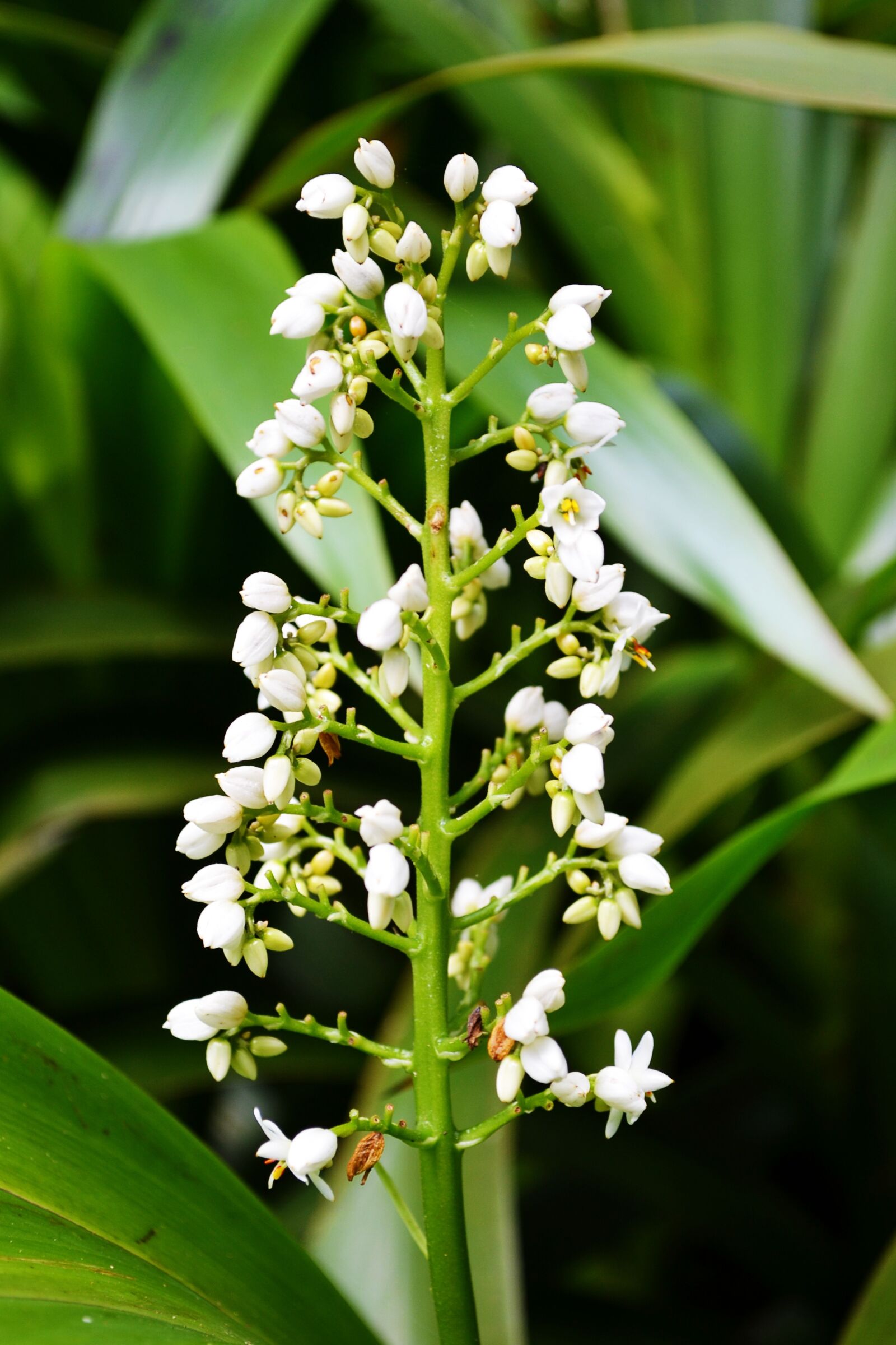 Nikon D3100 sample photo. White flower, flowers, wild photography