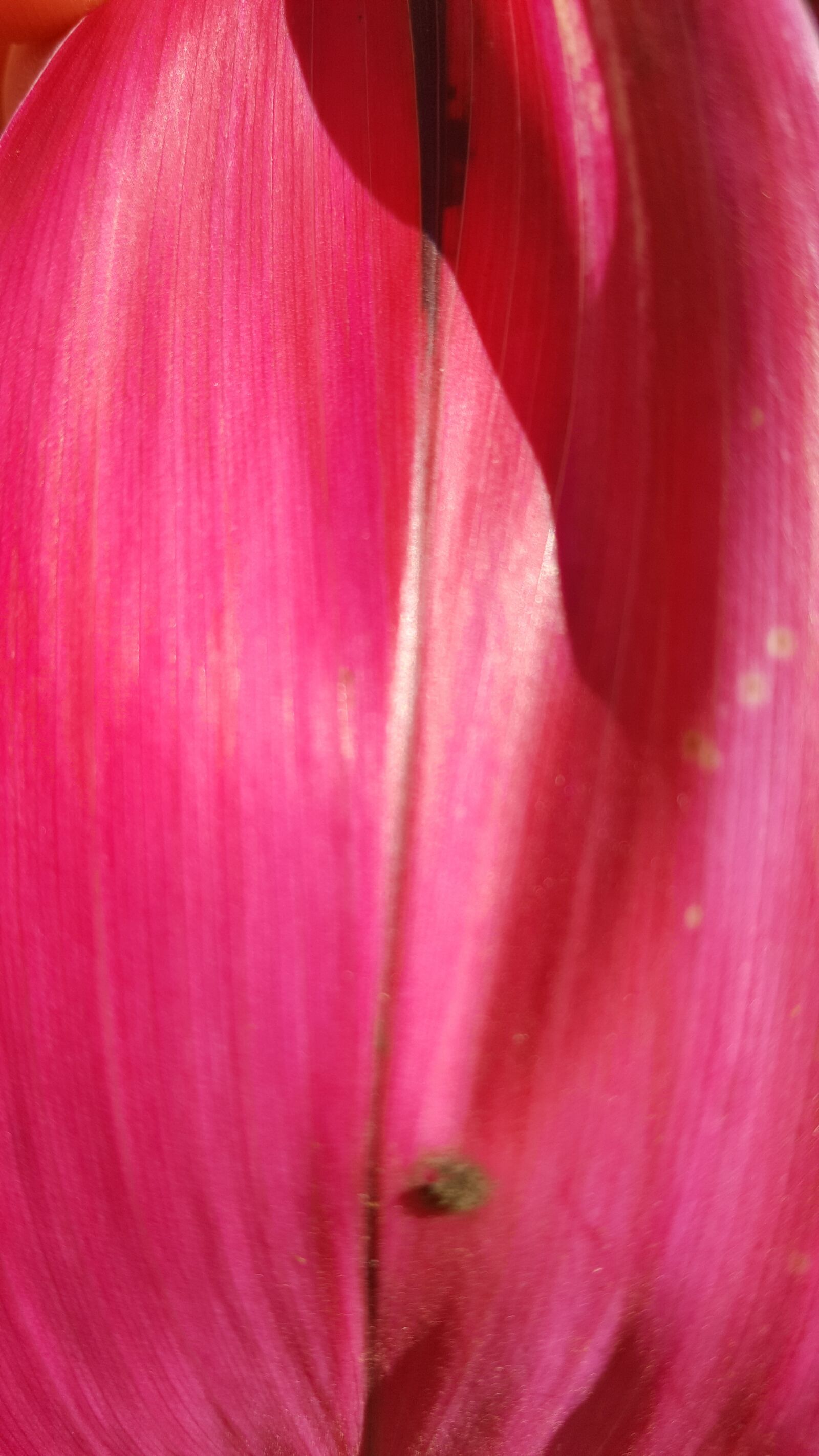 Samsung GALAXY S6 edge sample photo. Macro, flower, garden photography
