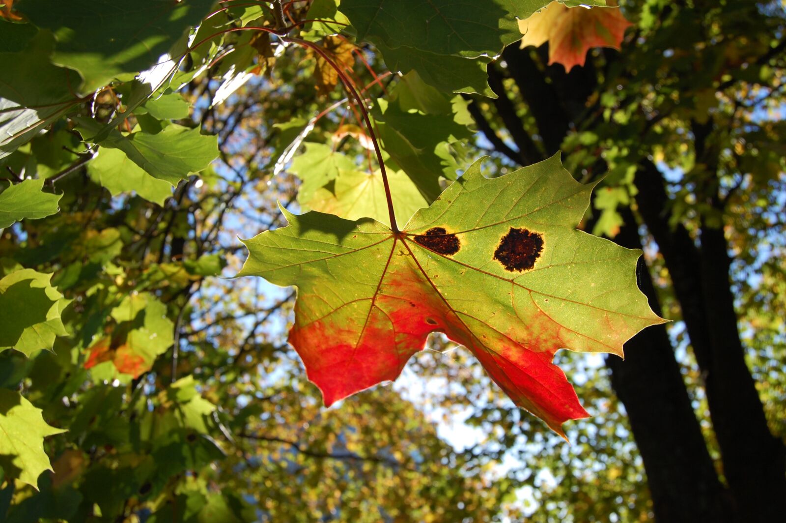 Nikon D40 sample photo. Leaf, autumn, fall colors photography
