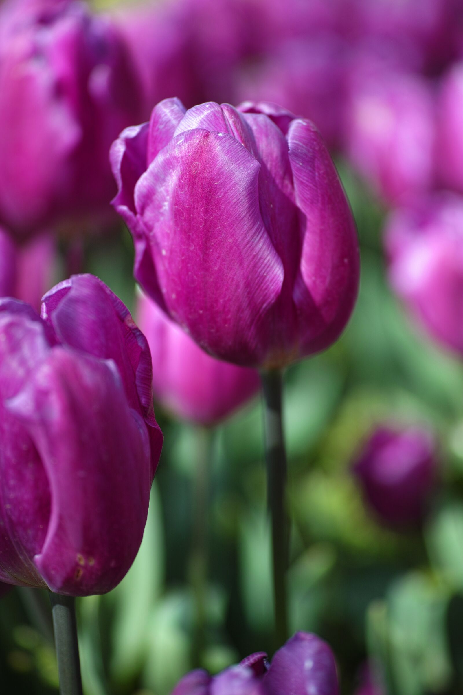 Sigma DP3 Merrill sample photo. Flower, tulips, beautiful photography