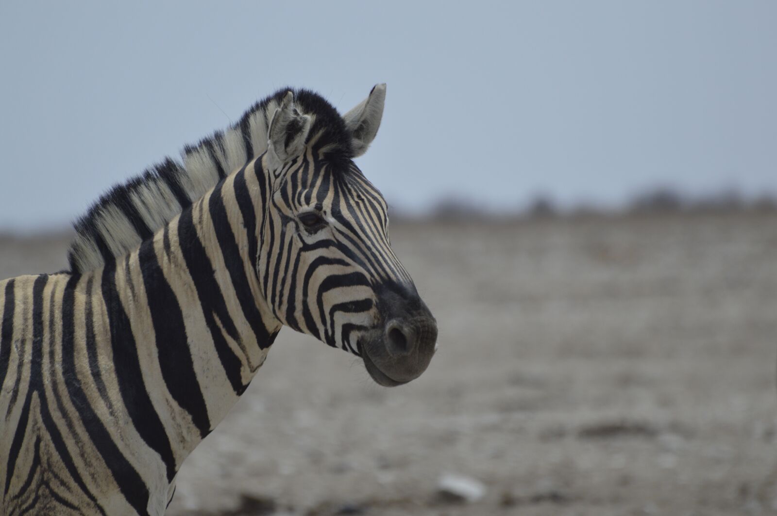 Nikon D3200 sample photo. Zebra, africa, national park photography