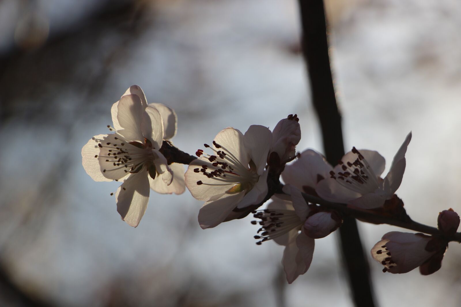 Canon EF-S 18-135mm F3.5-5.6 IS STM sample photo. Flower, plant, spring photography
