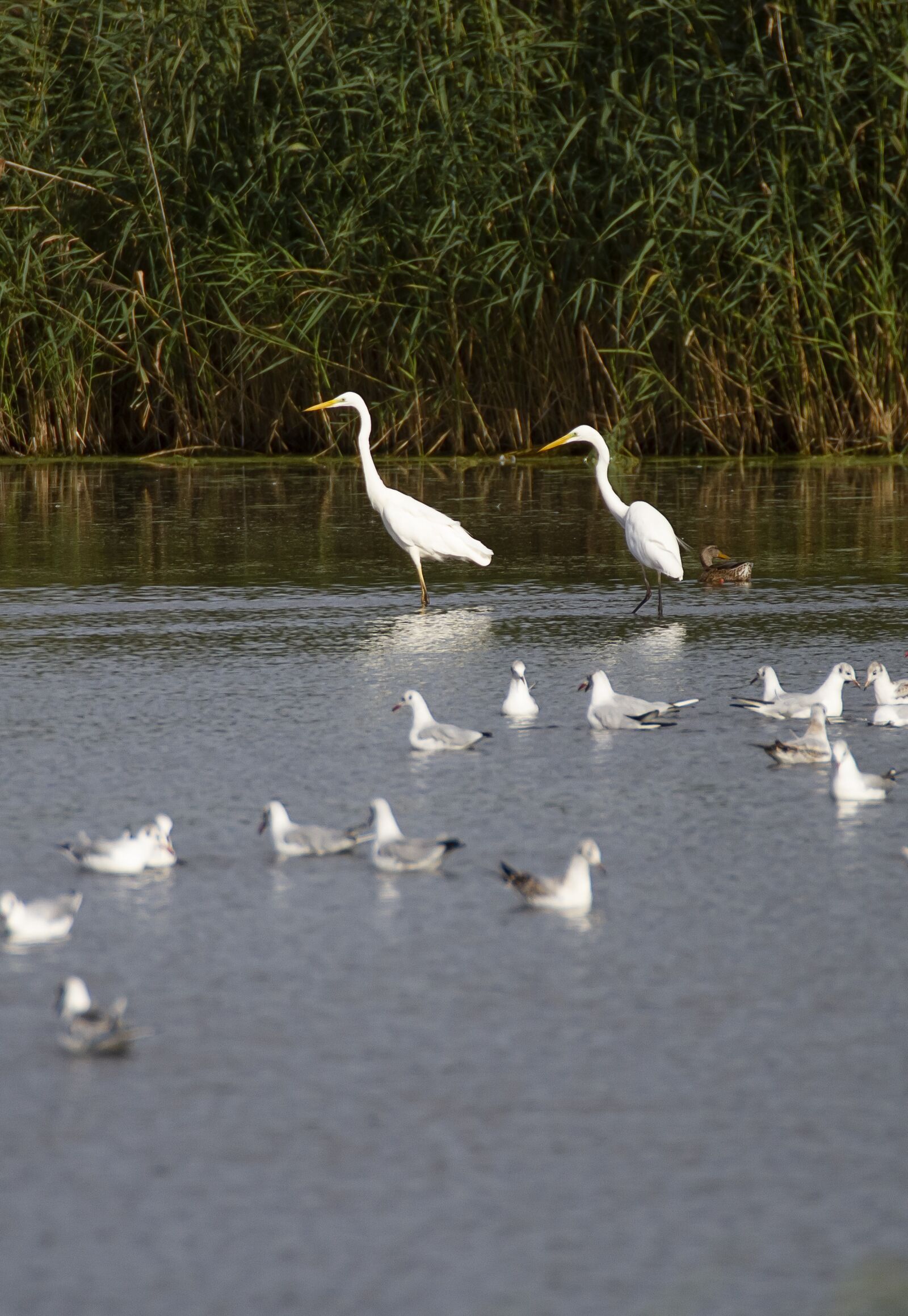 Canon EOS 7D sample photo. Great egret, bird, wild photography