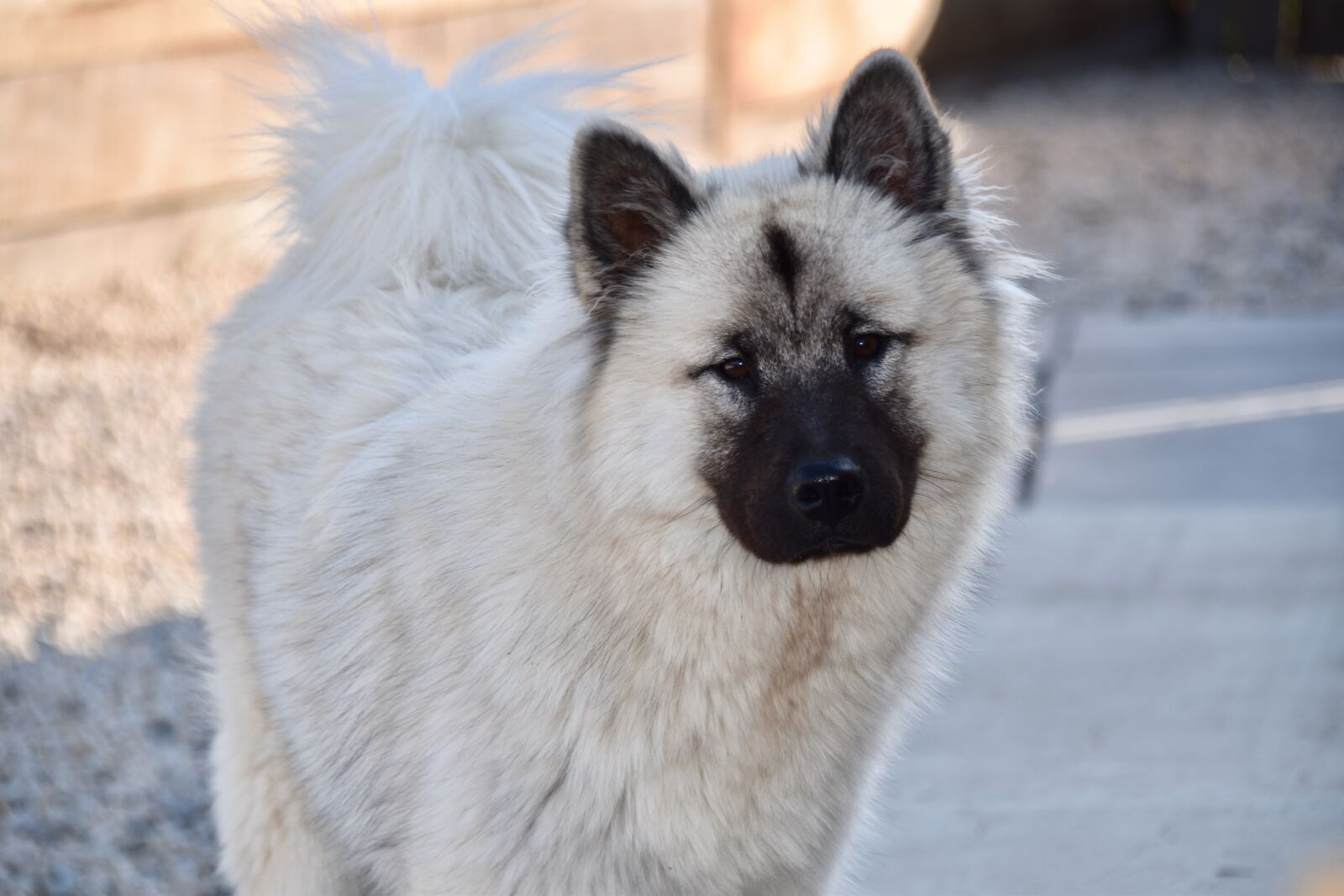 Nikon D5600 sample photo. Dog, bitch, dog eurasier photography