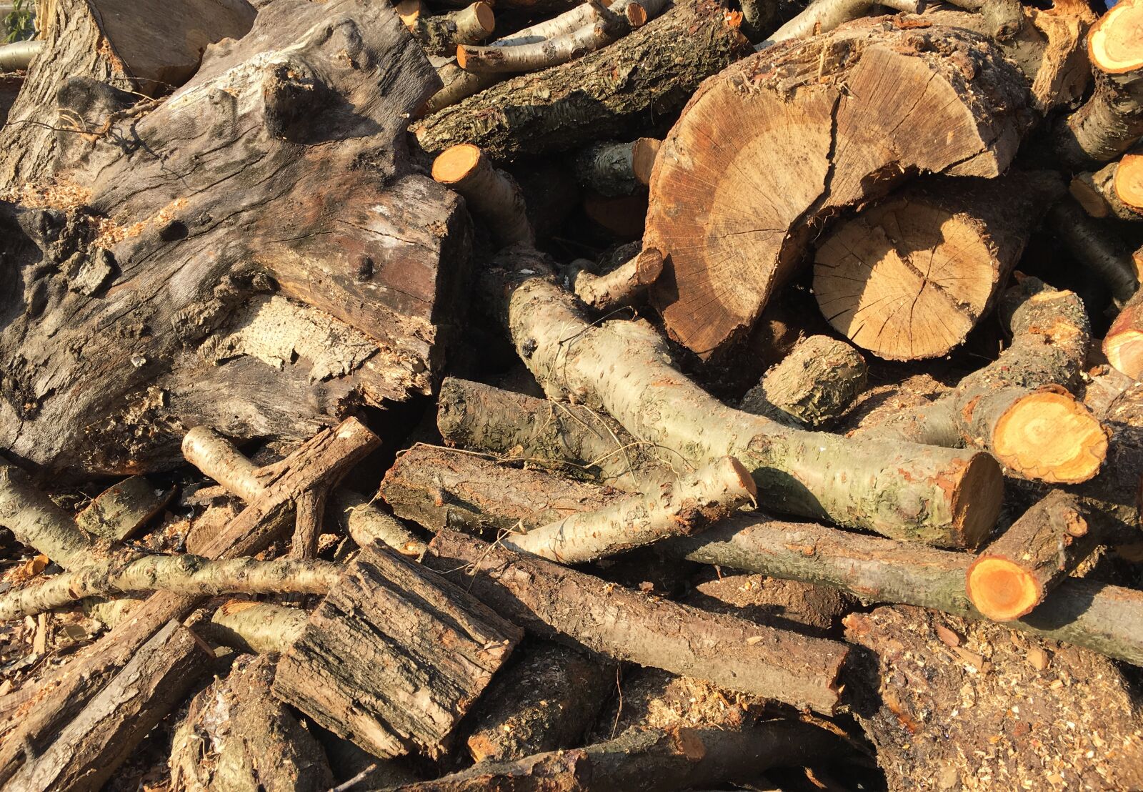 Apple iPhone 6s sample photo. Wood, firewood, log photography