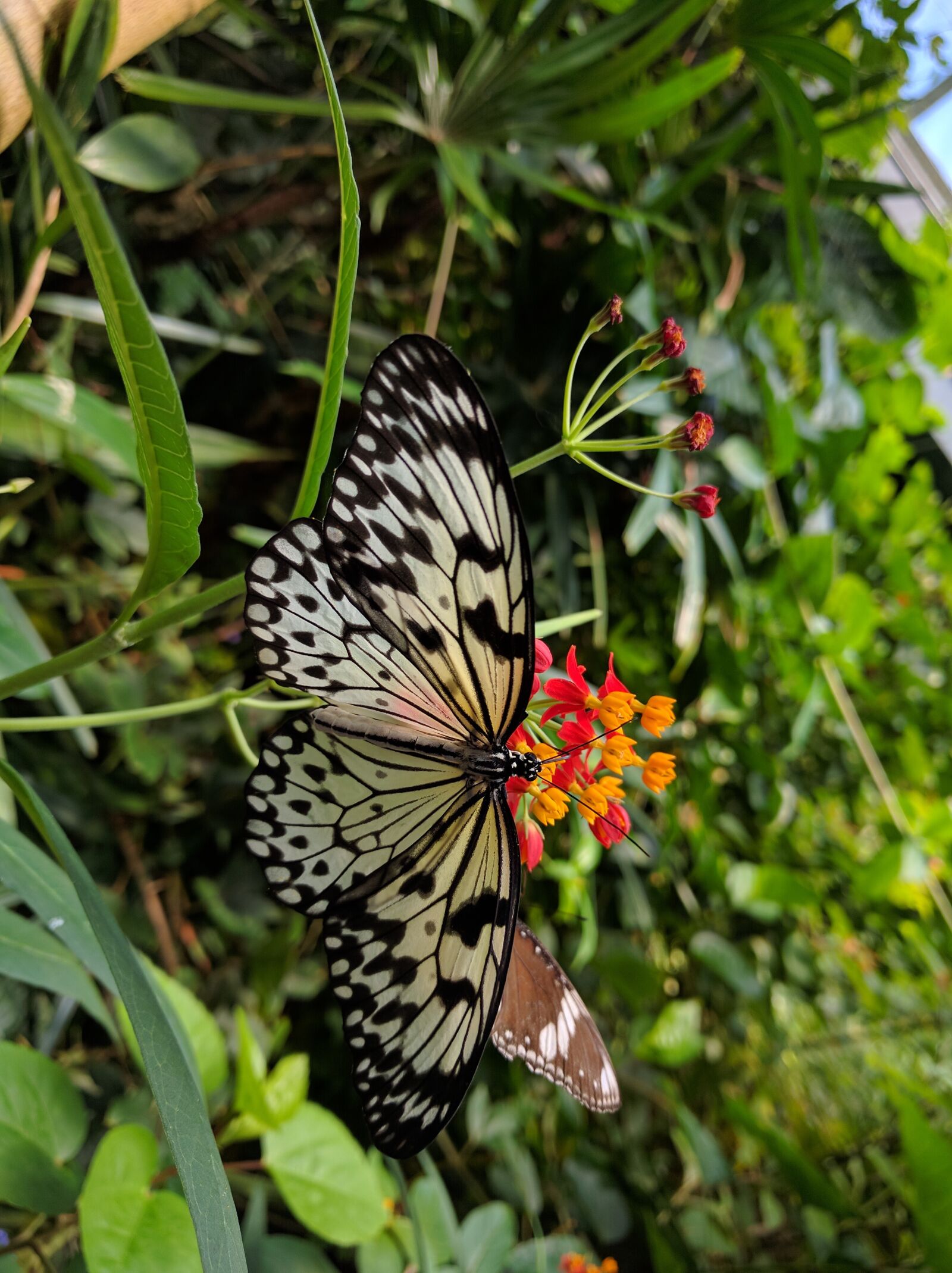 LG Nexus 5X sample photo. Butterfly, nature, insect photography
