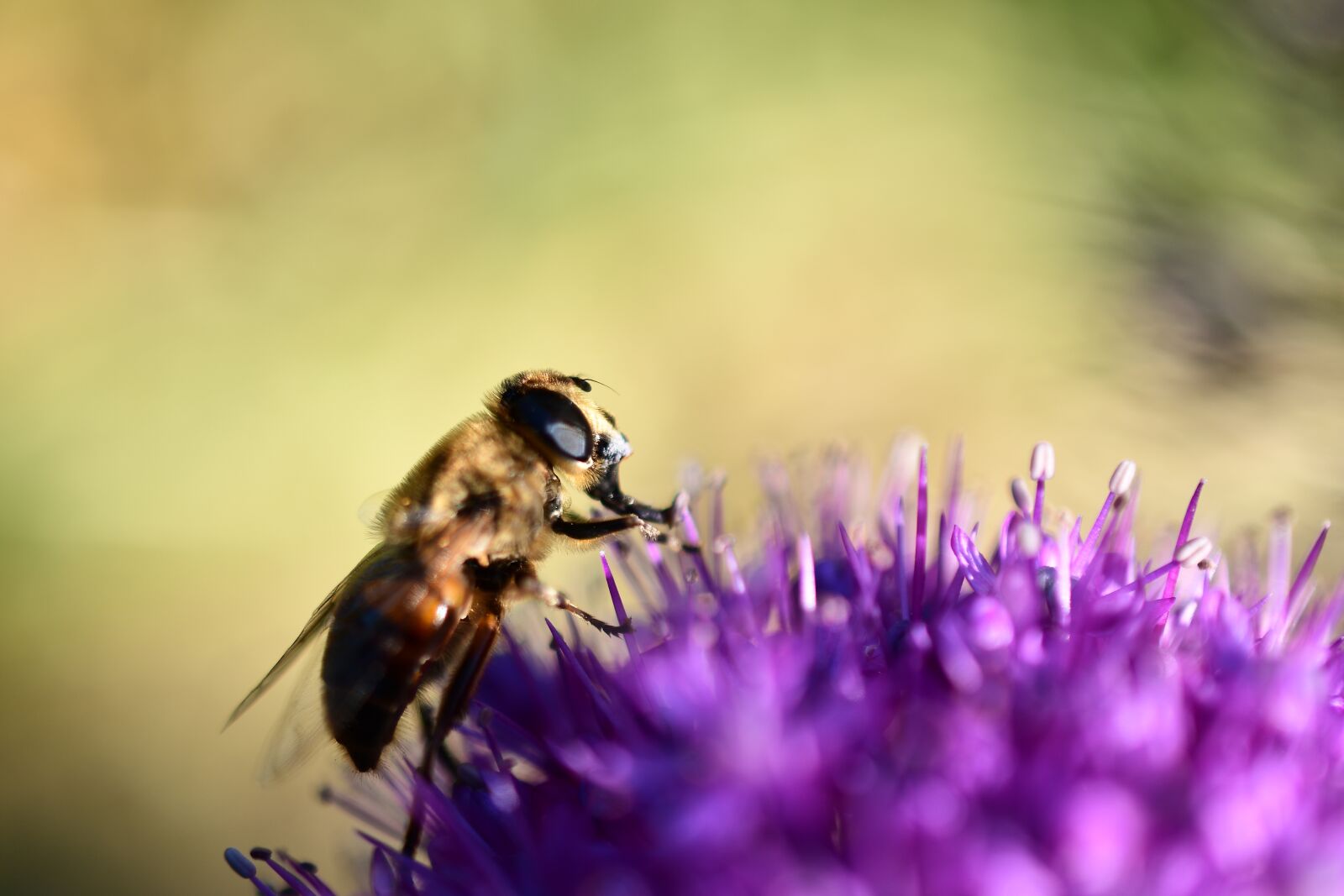 Nikon D7500 sample photo. A working bee, busy photography