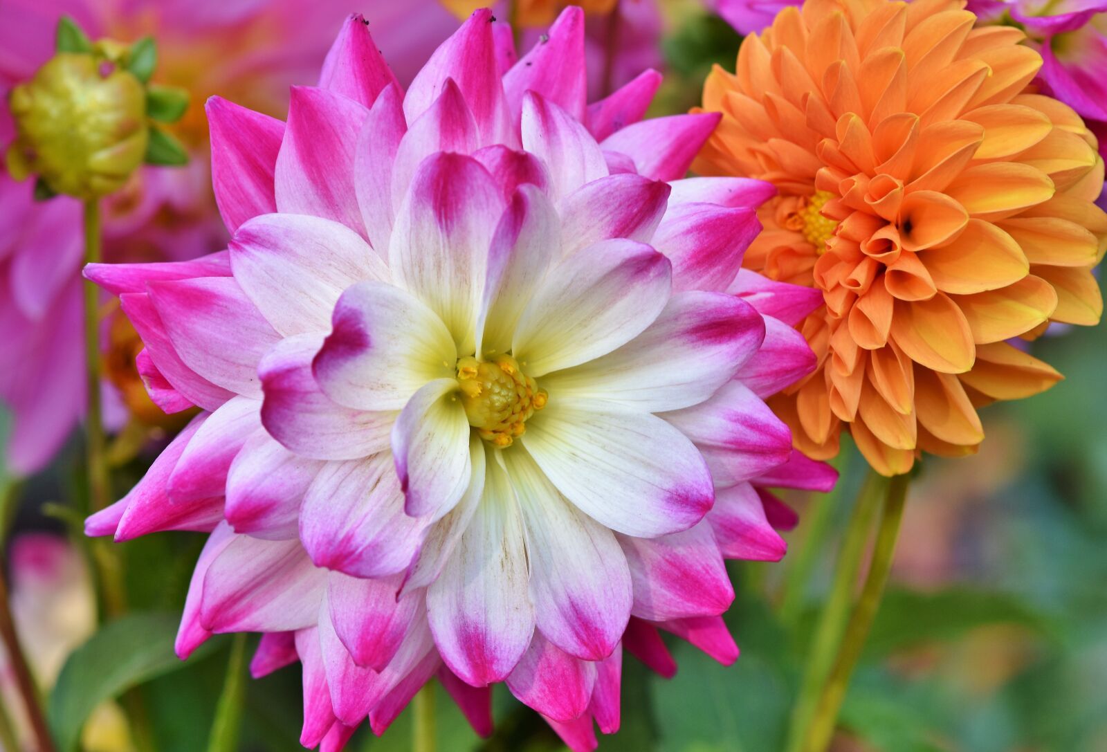 Nikon D7200 sample photo. Dahlia, dahlias bud, flower photography
