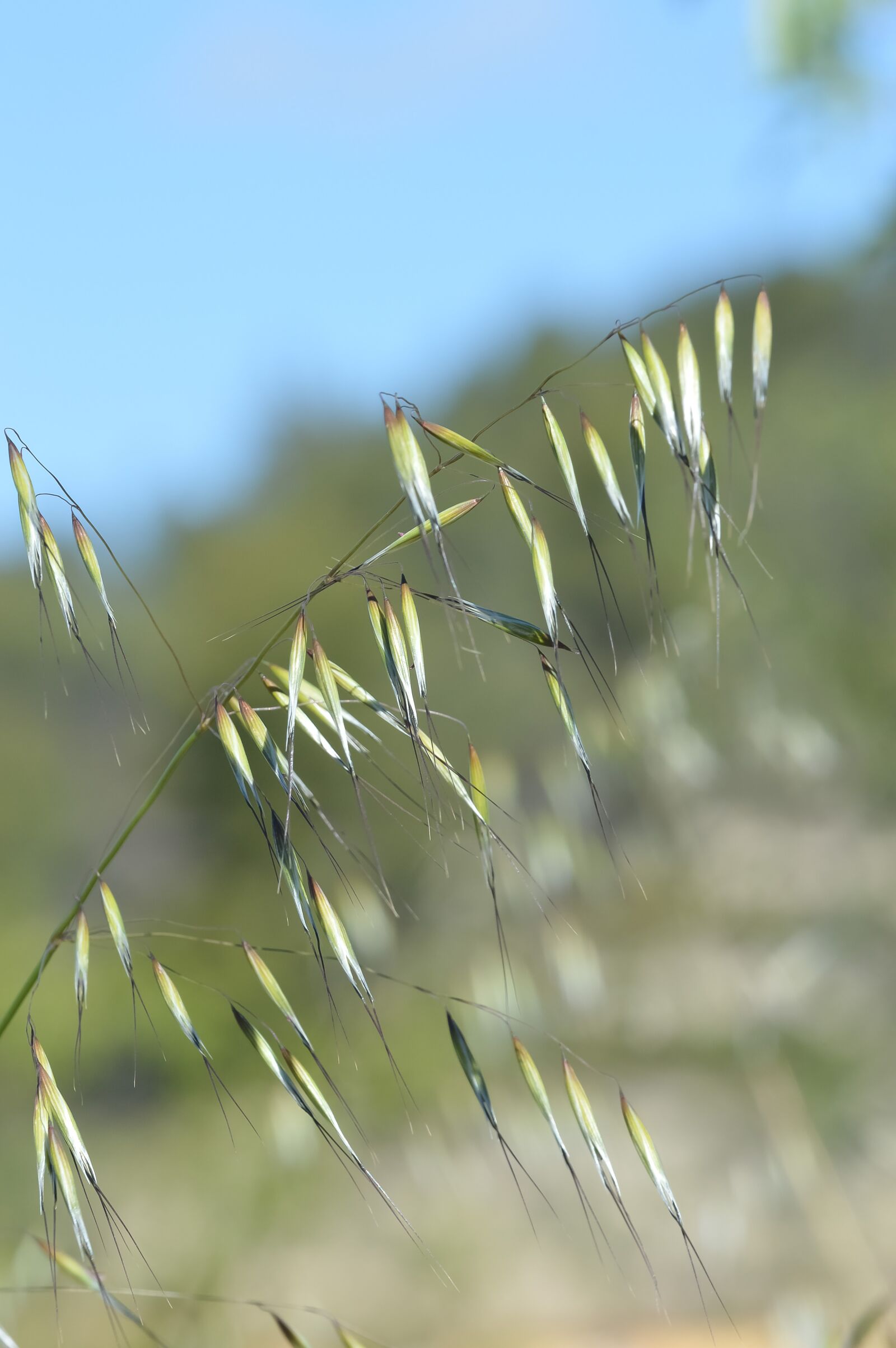 Nikon D3200 sample photo. Nature, outdoor, summer photography