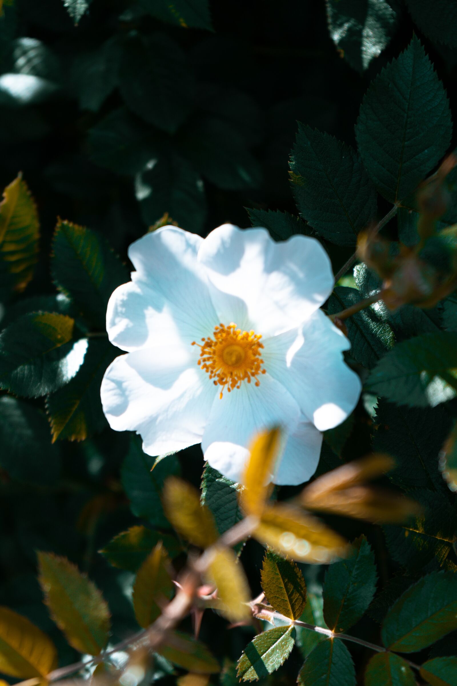 Sony a7 II sample photo. Flower, nature, moody photography