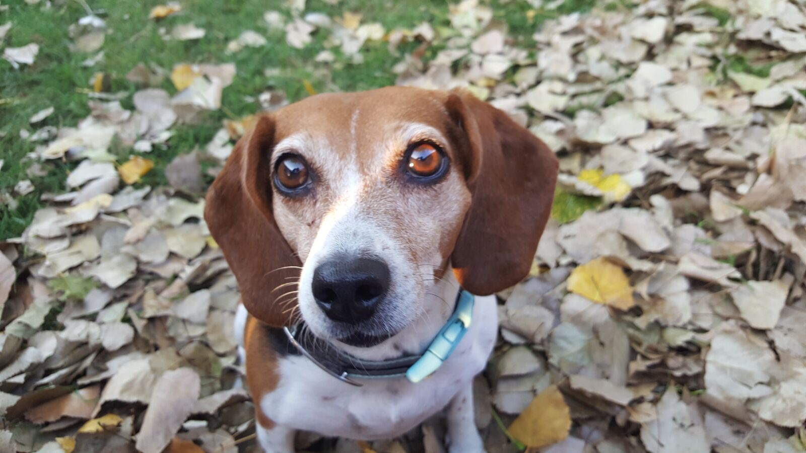 Samsung GALAXY S6 edge sample photo. Animal, cute, dog photography