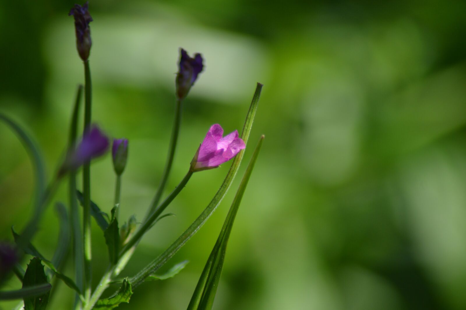 Nikon D3200 sample photo. Flower, violet, flowers photography