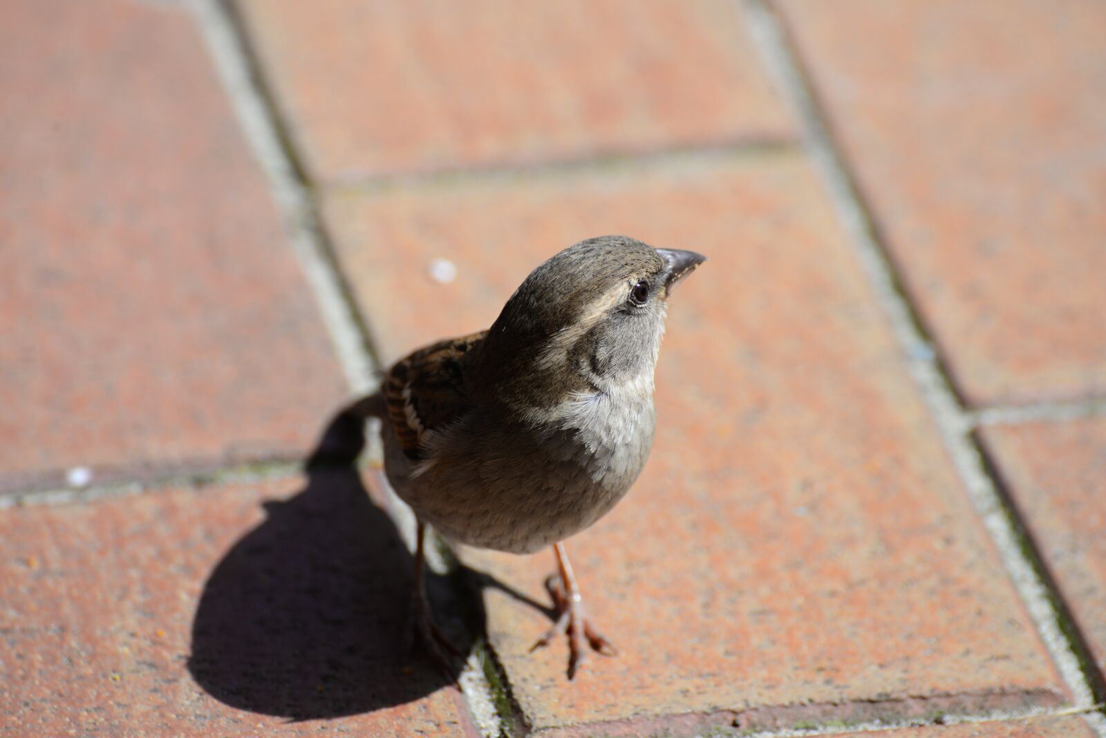 Nikon D610 sample photo. Sparrow, sperling, bird photography