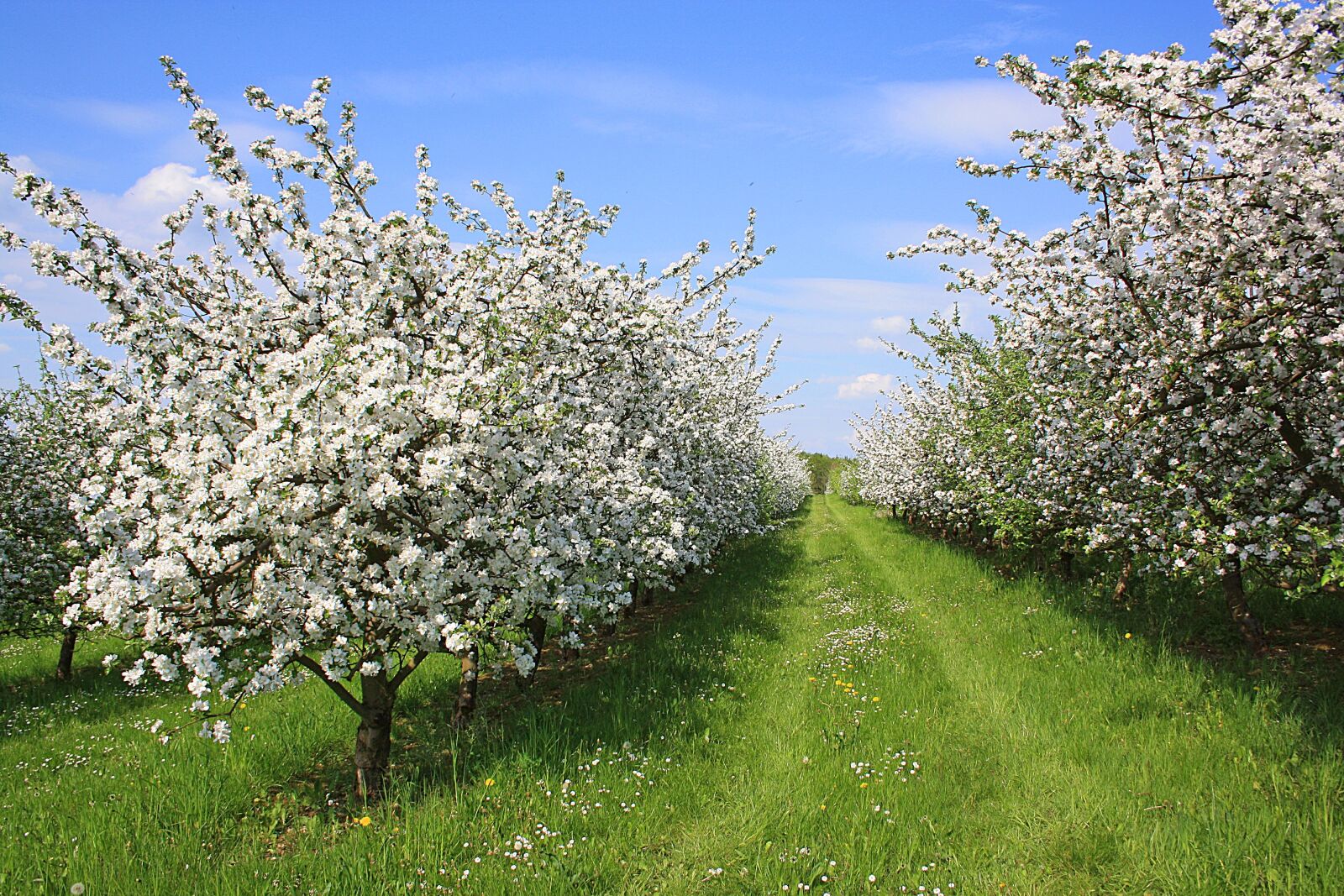 Canon EOS 1000D (EOS Digital Rebel XS / EOS Kiss F) sample photo. Apfelbluehte, spring, fruit photography
