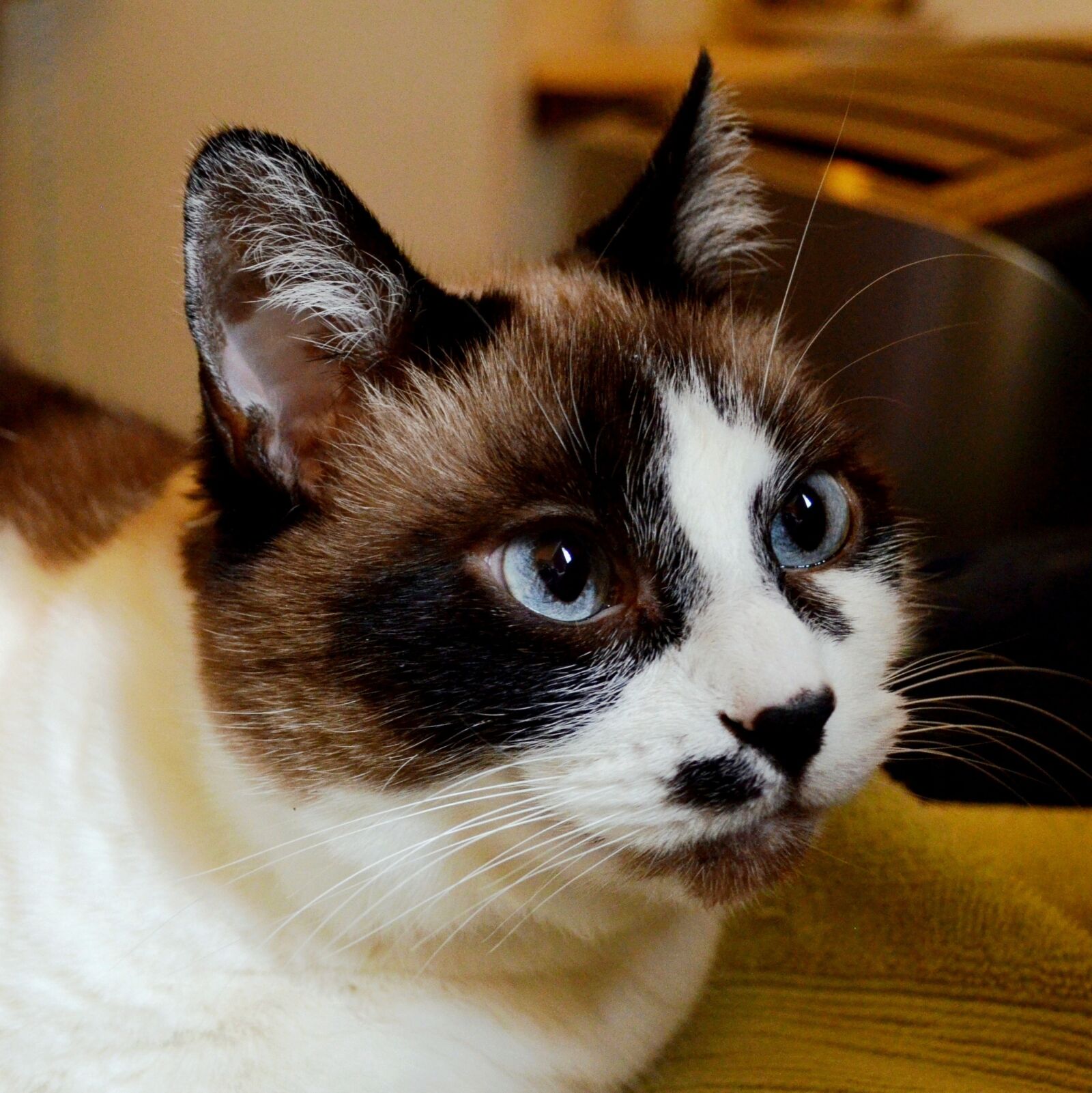 Nikon D5100 sample photo. Cat, kitty, pet photography