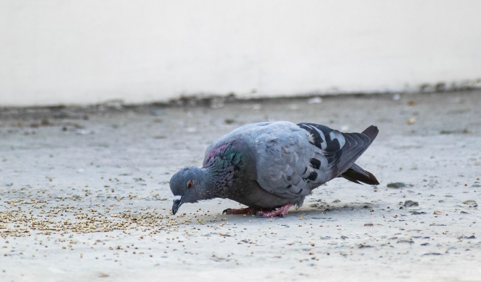 Nikon D3300 sample photo. Pigeon, feeding, peck photography