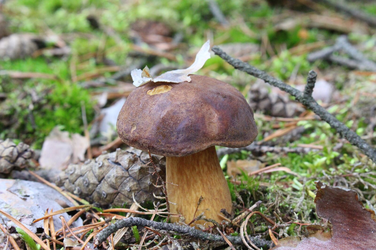 Canon EOS 700D (EOS Rebel T5i / EOS Kiss X7i) sample photo. Fungus, forest, mushrooms photography