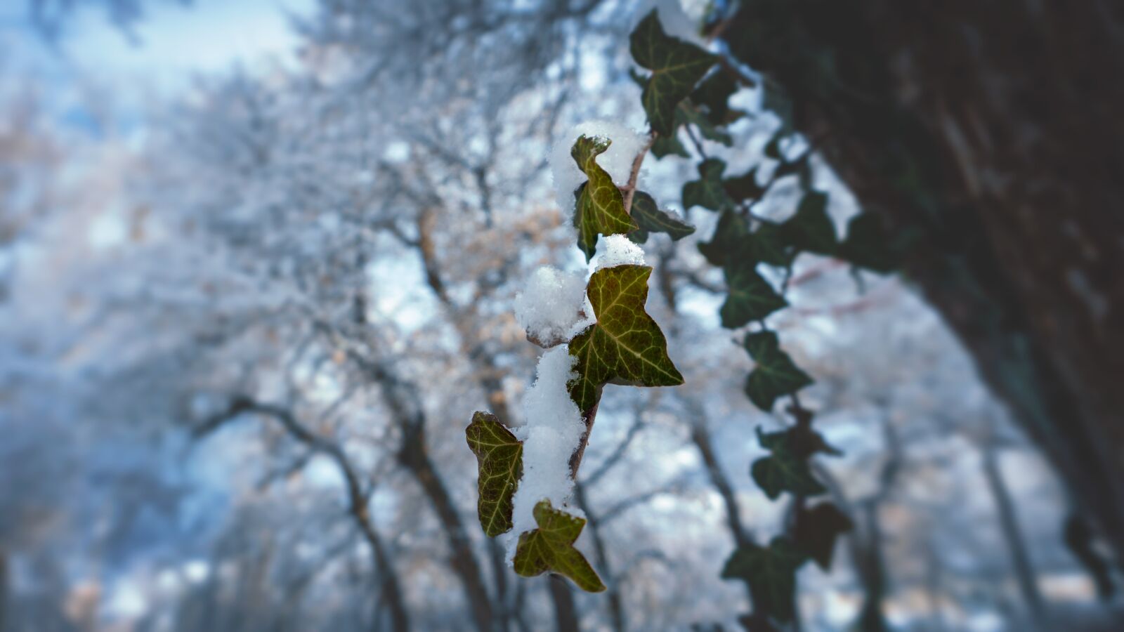 Sony a6000 sample photo. Trees, winter, leaves photography