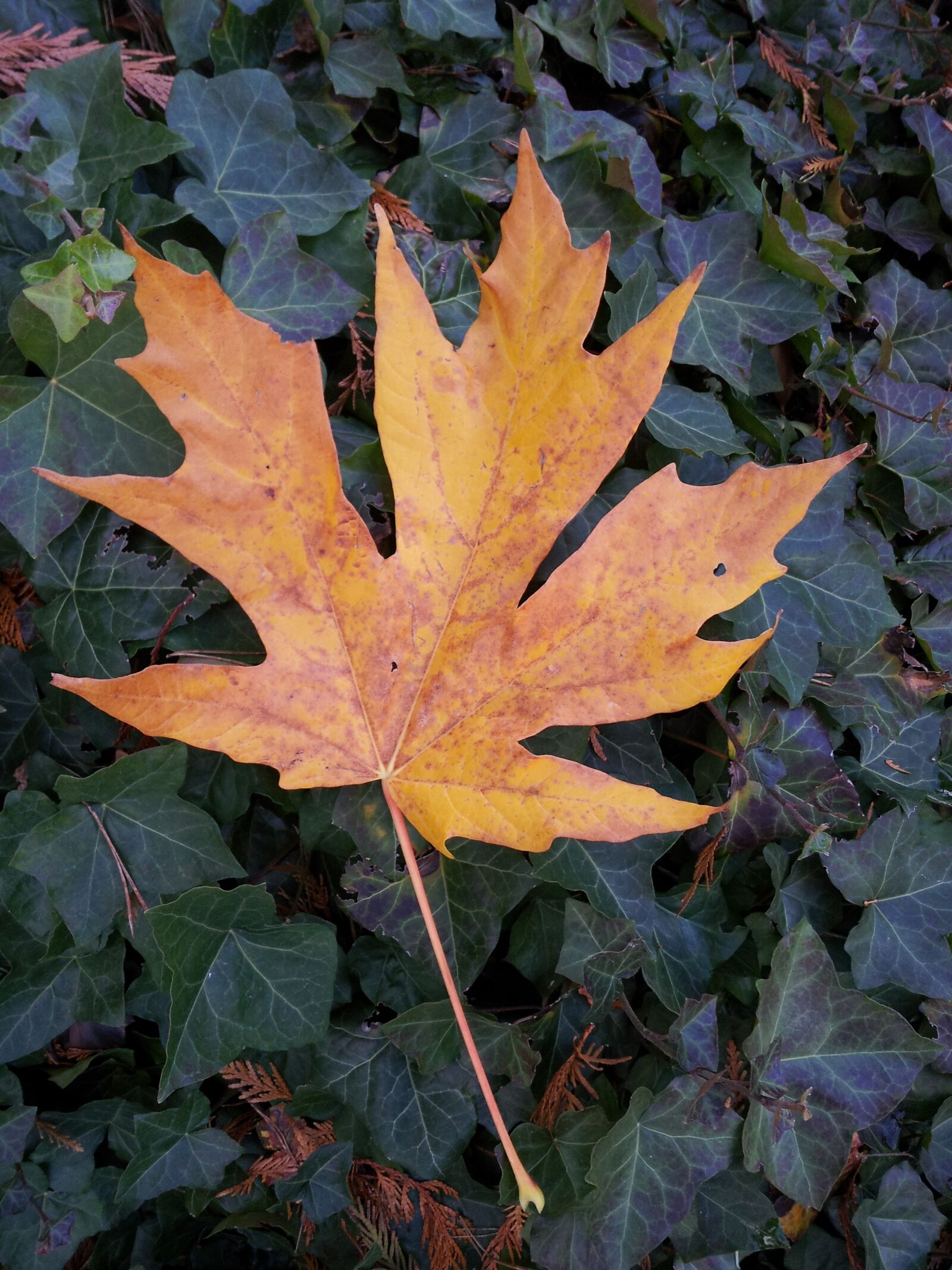 Samsung Galaxy S2 sample photo. Autumn, foliage, maple leaf photography