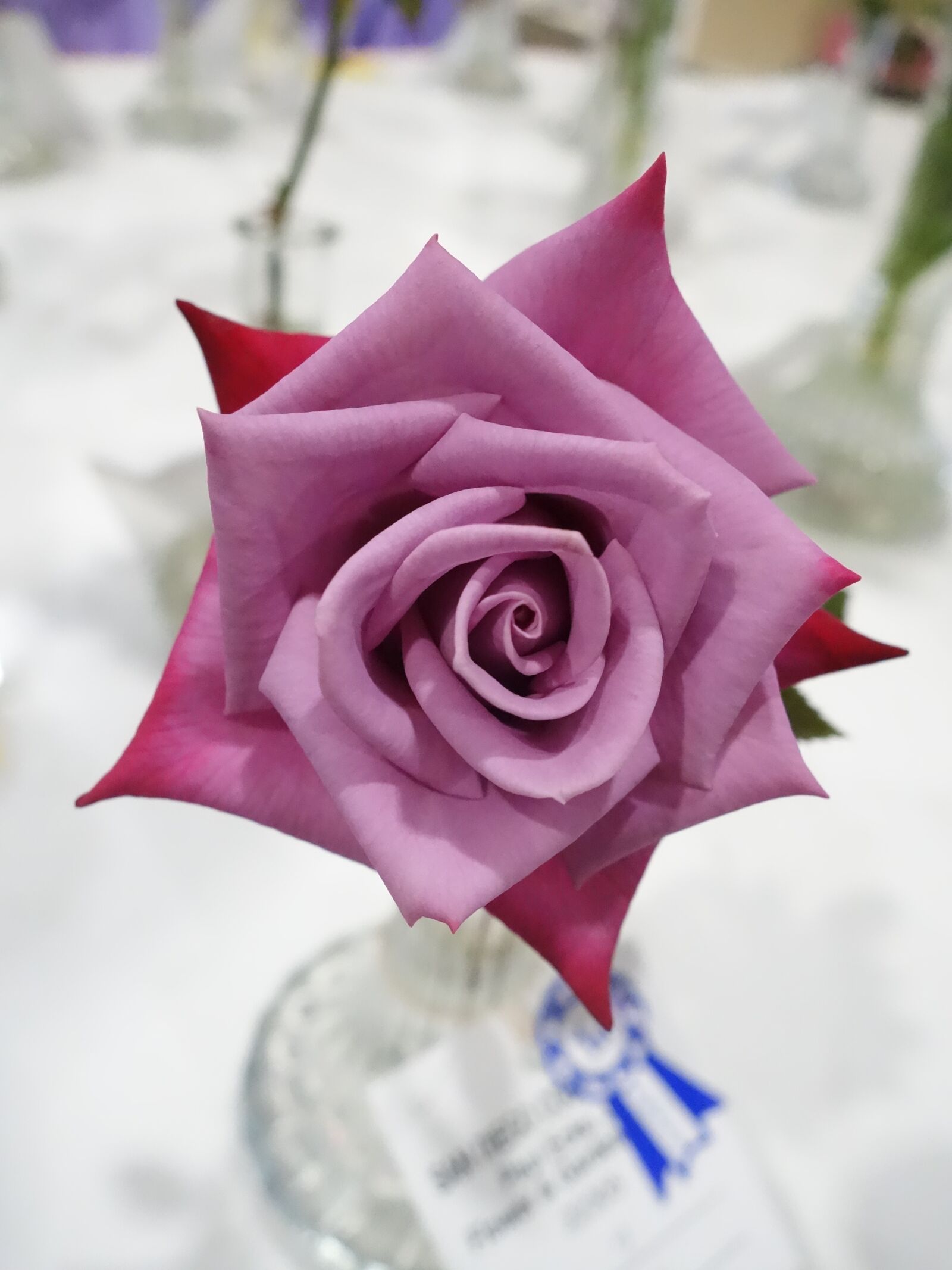 Sony Cyber-shot DSC-RX100 II sample photo. Rose, pink, magenta photography