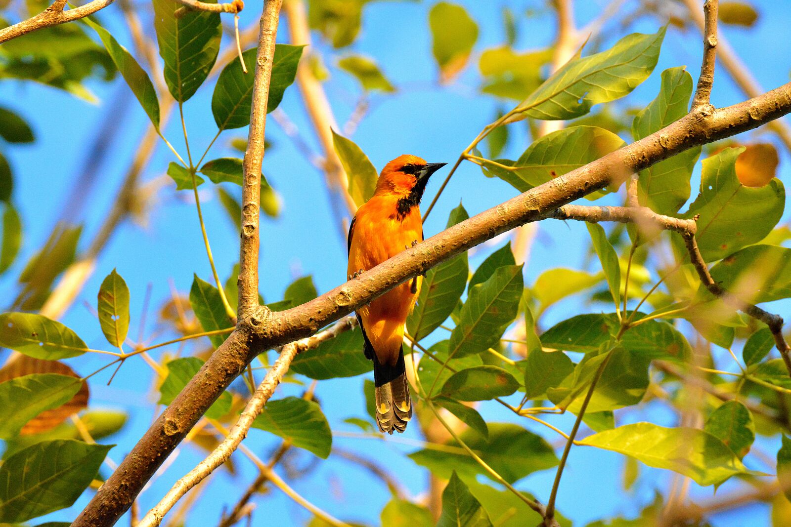 Nikon D5200 sample photo. Bird, birds, animals photography