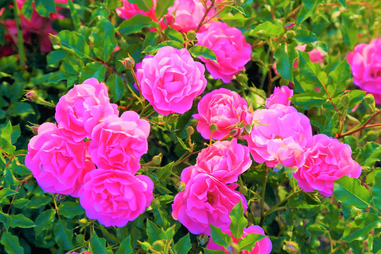 Canon EOS 5D Mark III sample photo. Rose, pink, spring photography