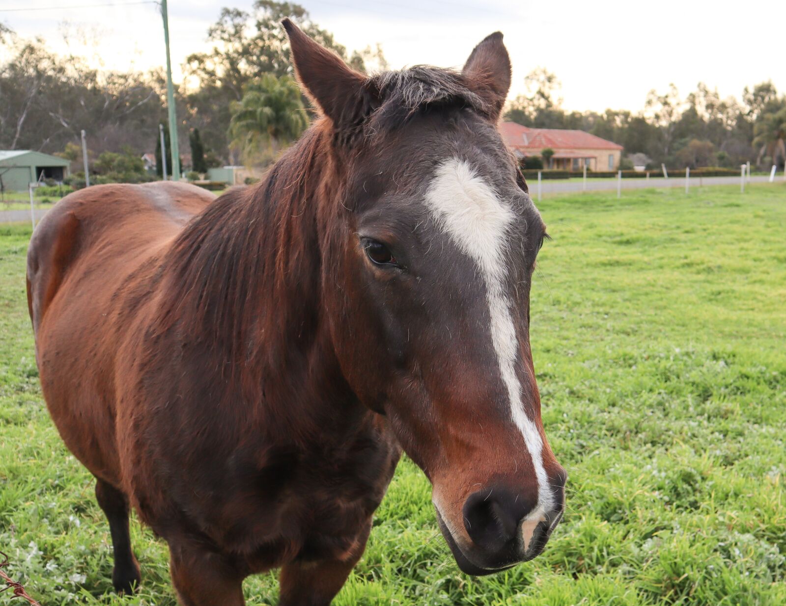 Canon EF-M 15-45mm F3.5-6.3 IS STM sample photo. Horse, country, farm photography