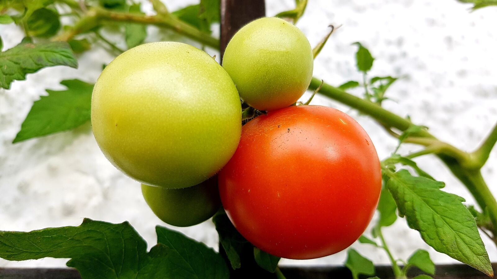 Samsung Galaxy S7 Edge sample photo. Tomatoes, red, ripe photography