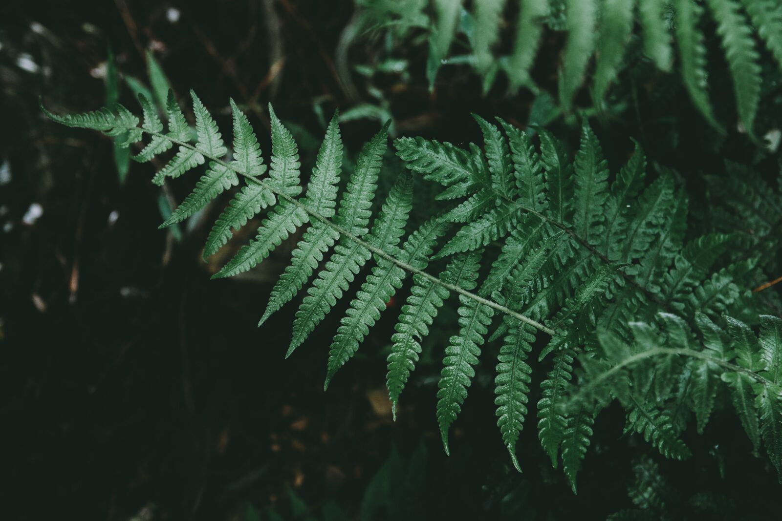 Canon EOS 650D (EOS Rebel T4i / EOS Kiss X6i) sample photo. Natural, leaf, green photography