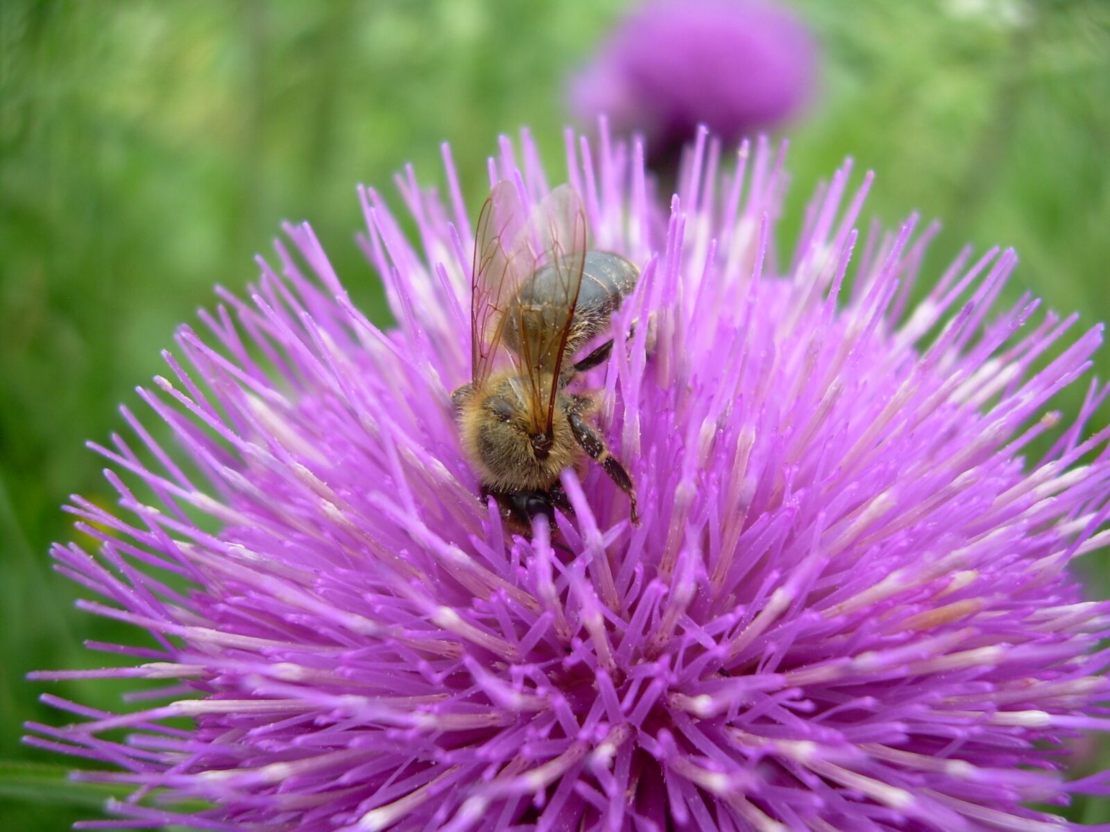Nikon COOLPIX L4 sample photo. Macro, bee, flower photography