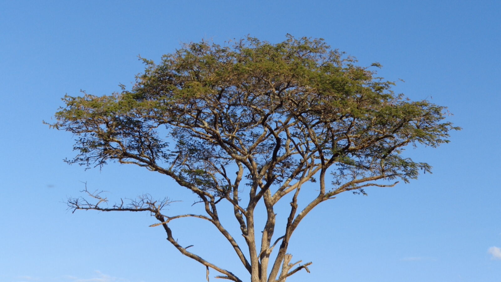 Sony Cyber-shot DSC-W730 sample photo. Africa, tree photography