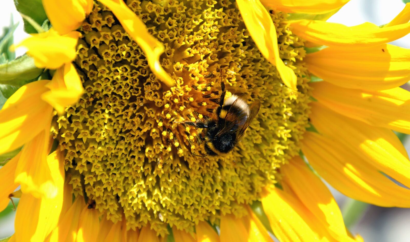 Nikon D5100 sample photo. Sunflower, flower, bee, honey photography